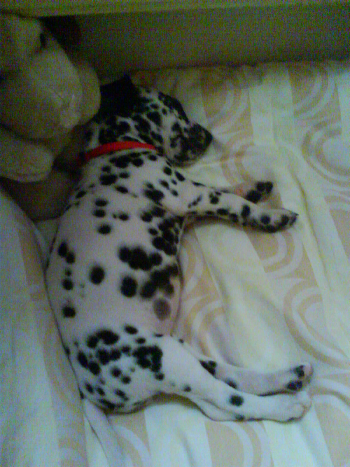 DSC00113.JPG